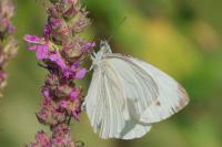 Pieris napi