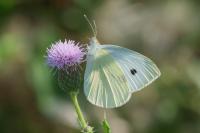 Pieris rapae