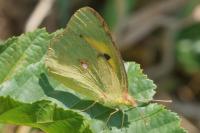 Colias crocea