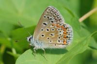 Polyommatus icarus