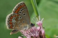 Aricia agestis