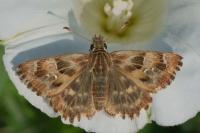 Carcharodus alceae