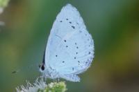 Celastrina argiolus