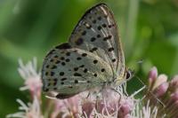 Lycaena tityrus