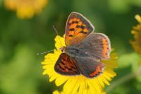 Lycaena phlaeas