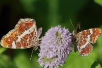 Araschnia levana