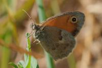 Coenonympha pamphilus