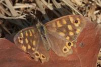 Pararge aegeria