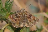 Carcharodus alceae