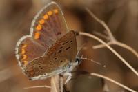 Aricia agestis