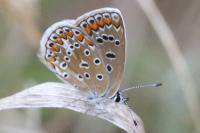 Polyommatus icarus
