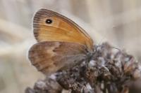 Coenonympha pamphilus
