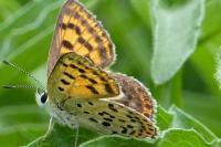 Lycaena tityrus