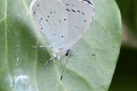 Celastrina argiolus