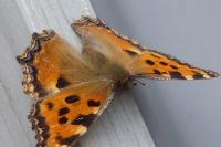 Nymphalis polychloros