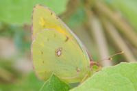 Colias crocea