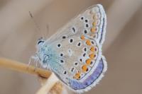 Polyommatus icarus