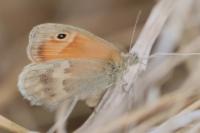 Coenonympha pamphilus