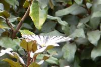 Iphiclides podalirius