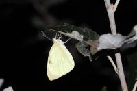 Pieris brassicae