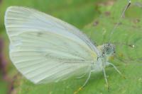 Pieris napi