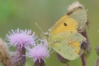 Colias crocea