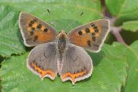 Lycaena phlaeas