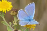 Polyommatus icarus