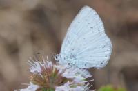 Celastrina argiolus