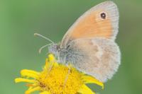 Coenonympha pamphilus