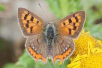 Lycaena phlaeas