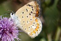 Polyommatus icarus