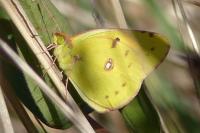 Colias crocea