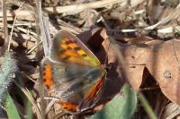 Lycaena phlaeas