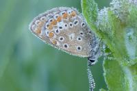 Polyommatus icarus