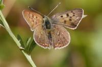 Lycaena tityrus