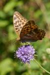 Argynnis paphia