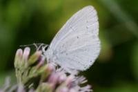 Celastrina argiolus