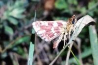Spialia sertorius