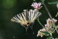 Iphiclides podalirius