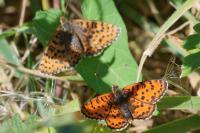 Melitaea didyma