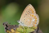 Polyommatus icarus