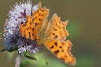Polygonia c-album