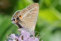 Lampides boeticus
