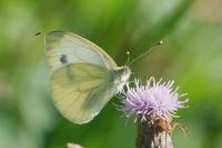 Pieris napi