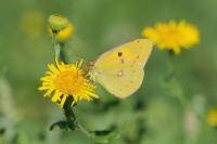 Colias crocea