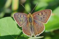 Lycaena tityrus