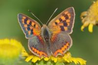 Lycaena phlaeas