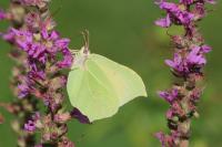 Gonepteryx rhamni