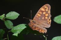 Pararge aegeria